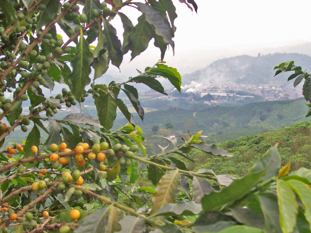 Acerca de nuestro café