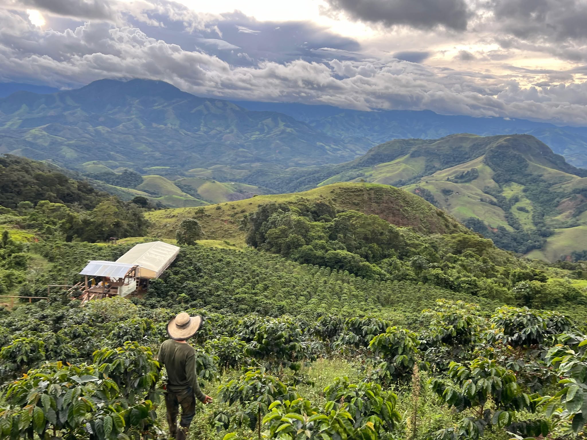 De dónde viene tu café: un recorrido por sus grandes orígenes