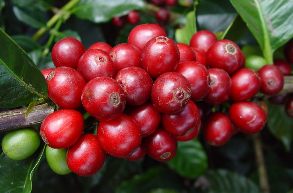 Arabica, Robusta, Liberica y Excelsa: la guía definitiva de las especies de café